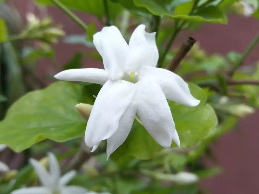 萨克斯《茉莉花》，经过岁月的洗礼，还是这么好听