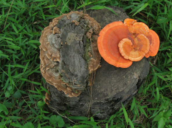 值得收藏的灵芝栽培技术