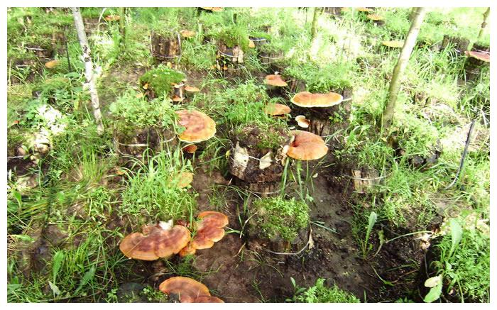 人工灵芝栽培技术要点，值得收藏！