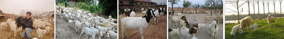 〔精品课程〕2024更新版《养羊技术大全》正版销售网站