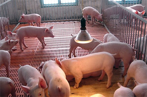 〔精品课程〕2024养猪新技术大全集