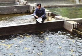 〔精品课程〕2024更新《养鱼技术大全》正版销售网站