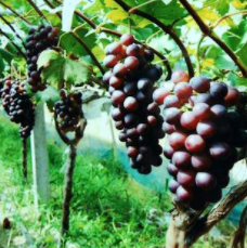 〔精品课程〕2024更新版《葡萄种植教程大全》