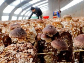 〔精品课程〕2024更新版《食用菌种植技术宝典》