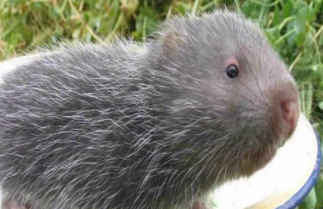 〔精品课程〕2024更新版《竹鼠养殖技术大全》