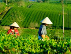 〔精品课程〕2024更新版《茶树种植教程大全》