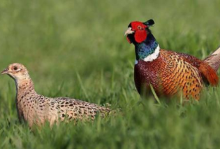 〔精品课程〕2024更新版《山鸡养殖技术大全》