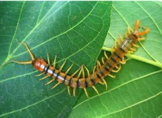 〔精品课程〕2024更新版《蜈蚣养殖技术宝典》