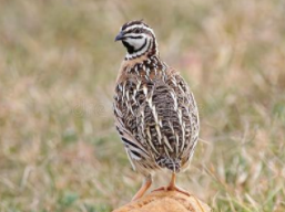 〔精品课程〕2024更新版《鹌鹑养殖教程大全》