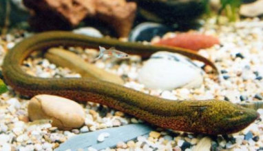 〔精品课程〕2024更新版《高效黄鳝养殖技术宝典》