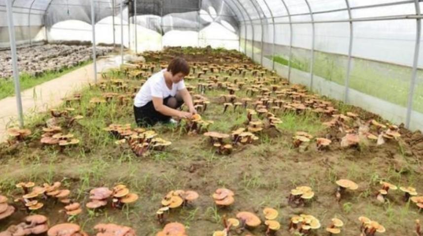 食用菌栽培技术知识，食用菌菇怎么种植技术